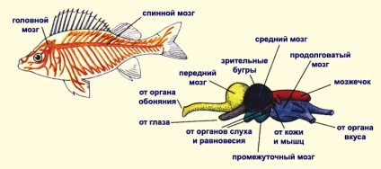 Sistemul nervos de pește, aqualaver