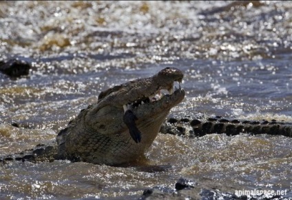 Crocodil de Nil - știri despre animale, animale rare și animale mitice