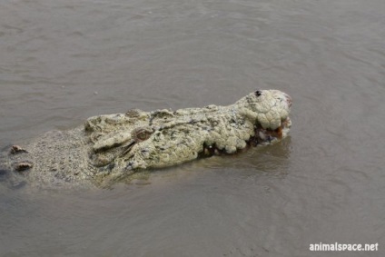 Crocodil de Nil - știri despre animale, animale rare și animale mitice