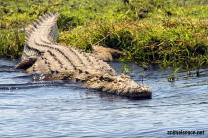 Crocodil de Nil - știri despre animale, animale rare și animale mitice