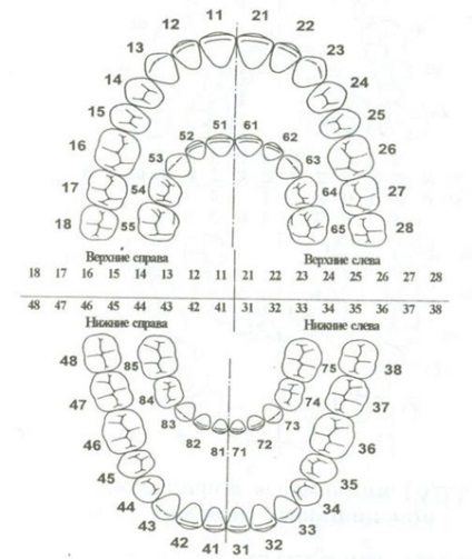 Numerotarea dinților în stomatologie