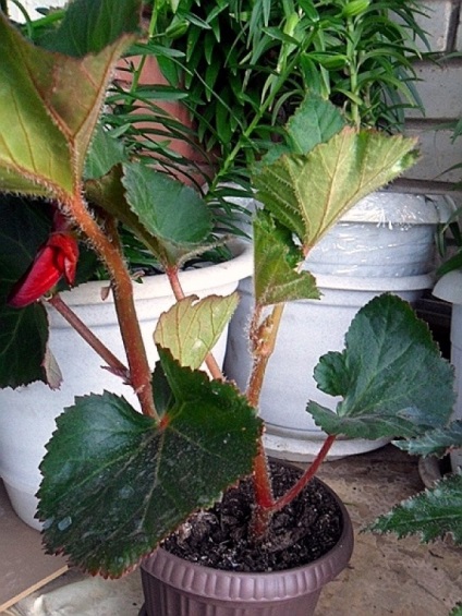 Decuparea begonia corectă și dacă este necesar să se taie pentru iarnă