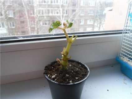 Decuparea begonia corectă și dacă este necesar să se taie pentru iarnă