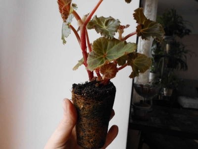 Decuparea begonia corectă și dacă este necesar să se taie pentru iarnă