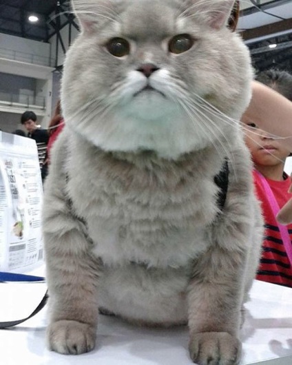O pisică imensă din Thailanda, cucerită de aspectul ei ireal
