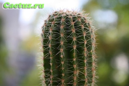 Caracteristicile structurii de cactusi