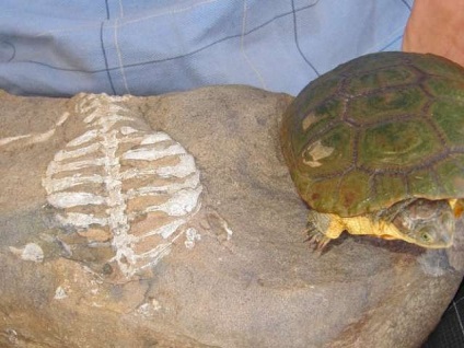 În cazul în care coajă de țestoase, știință și viață