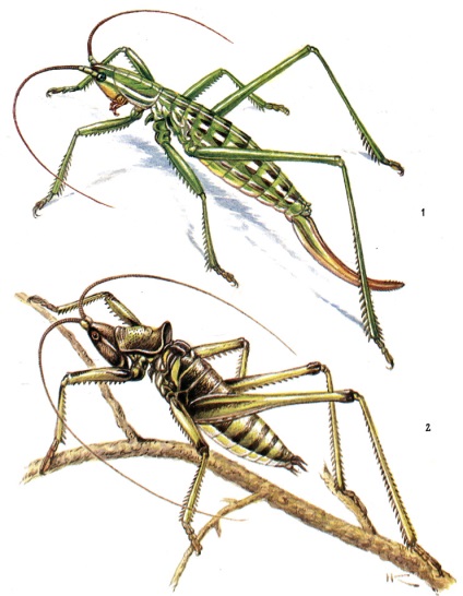 Comanda Orthoptera 1986 kochetova n