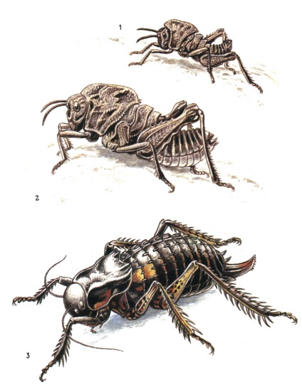 Rendelés Orthoptera 1986 kochetova n