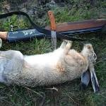 Vânătoare pentru un iepure fără câine - vânătoare și pescuit în Rusia și în străinătate
