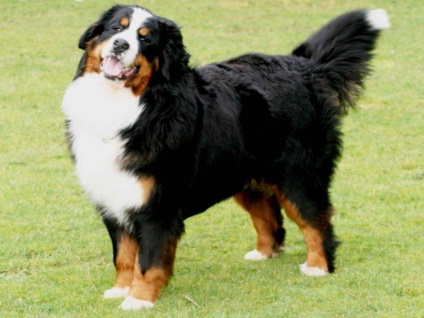 A Bernese Mountain Dog egészségéről