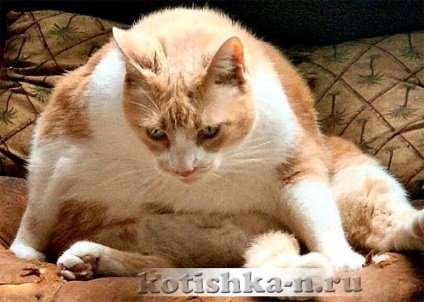 Obezitatea la pisici, semnele obezității și consecințele grave ale bolii