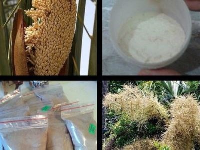 Aplicarea polenului de palmier, recenzii, proprietăți utile