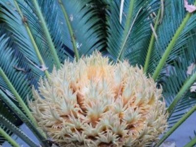 Aplicarea polenului de palmier, recenzii, proprietăți utile