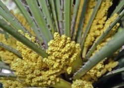 Palm polen - aplicare, proprietăți, rețete