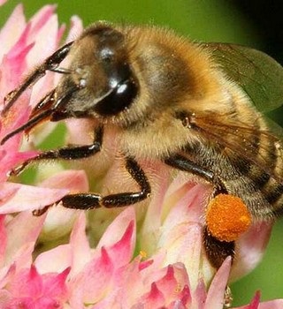 Venoa de albine ca o alternativă la întinerirea botoxului 