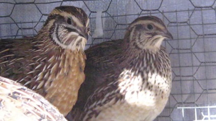 Quail Pharaoh Descrierea rasei, caracteristicile și fotografiile