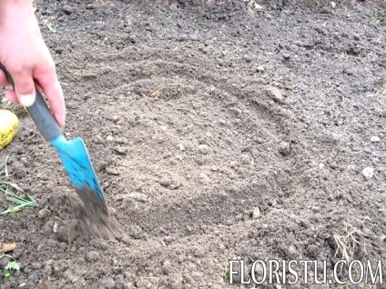 Transplantul de pioni în vară, foto, video