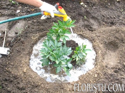 Transplantul de pioni în vară, foto, video