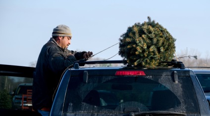 Transportul unui pom de Crăciun cu mașina