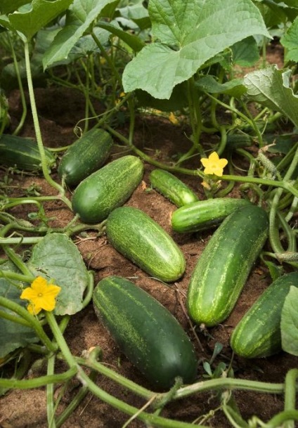 Az uborka megkötése vagy kivétele fontos agrotechnikai módszer.