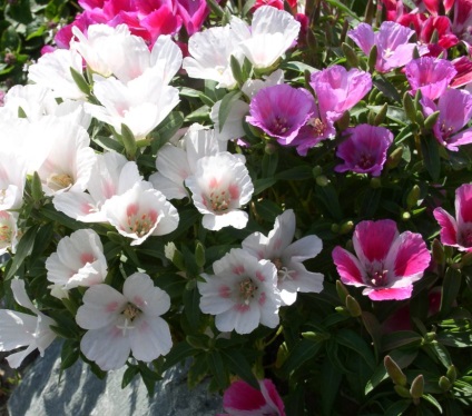 Paturi luxuriante - cele mai pretențioase flori pentru cabane de vară