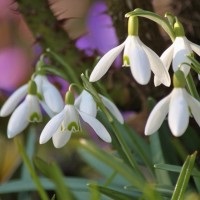 Paturi luxuriante - cele mai pretențioase flori pentru cabane de vară