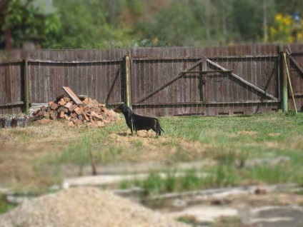 Animalul de companie se intoarce in oras dupa o odihna in sat - varza vietii