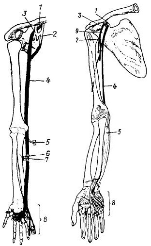 Brachial plexus