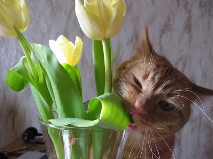 De ce pisicile mananca flori in ghivece