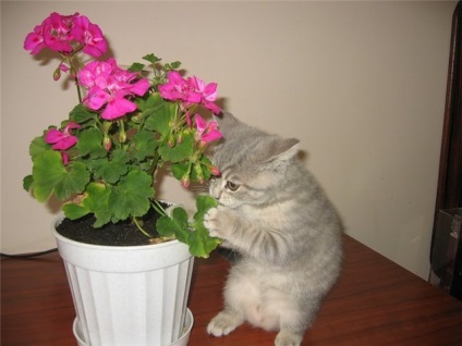 De ce pisicile mananca flori in ghivece
