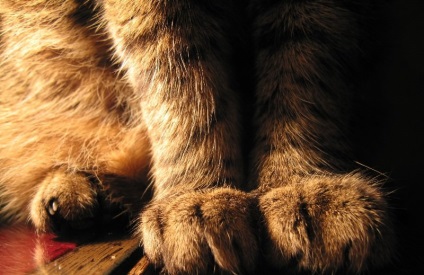 De ce pisicile trag pe picioarele unui pas, descriere, video