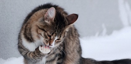 Miért kalapálnak a macskák egy lédús lépés, leírás, videó