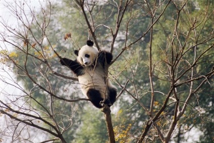 De ce panda sunt negru și alb și alte 20 de lucruri pe care probabil că nu le cunoașteți despre aceste animale