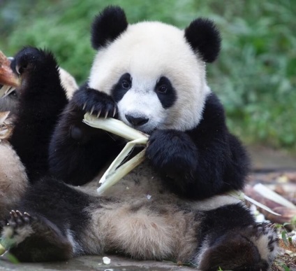 Miért pandák fekete-fehér és 20 egyéb dolog, amit nem tudhatsz ezekről az állatokról