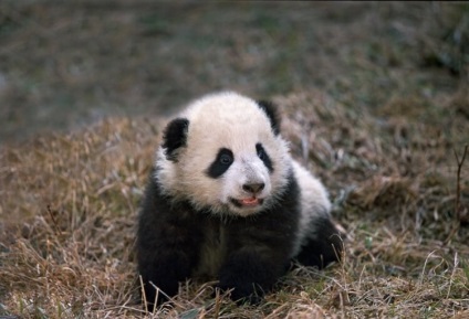 De ce panda sunt negru și alb și alte 20 de lucruri pe care probabil că nu le cunoașteți despre aceste animale