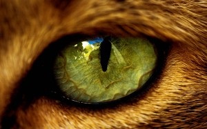 De ce pisica are ochi apoase