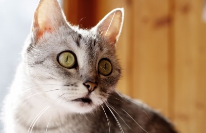 De ce pisica are ochi apoase