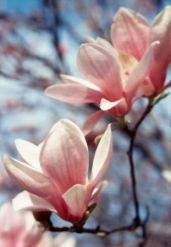 Proprietăți utile, medicinale ale magnoliei