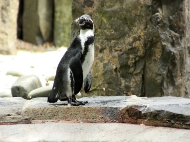 Stomatologii polonezi au instalat un cioc pentru proteze de pinguini