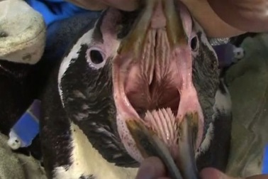 A lengyel fogorvosok felszerelnek egy pingvin protéziscsípőt