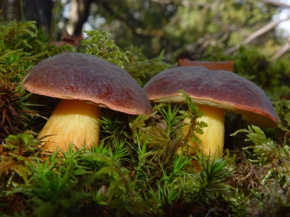 Lengyel gomba (boletus badius)