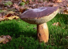 Ciupercă poloneză (boletus badius)