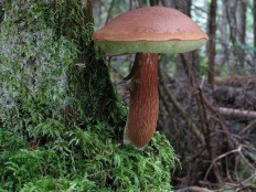 Ciupercă poloneză (boletus badius)