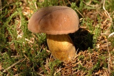 Lengyel gomba (boletus badius)