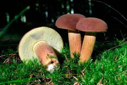 Ciupercă poloneză (boletus badius)