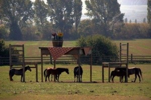 Engedély beszerzése a létesítmény építéséhez, jogi szolgáltatások és tanácsadás