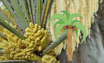 A pálma pollen előnyei