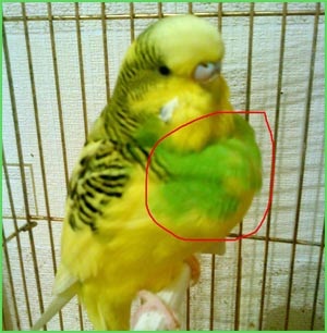 Papagájok - papagájok betegségei