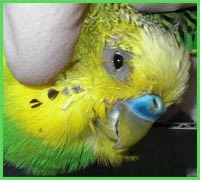 Papagali - boli de papagali